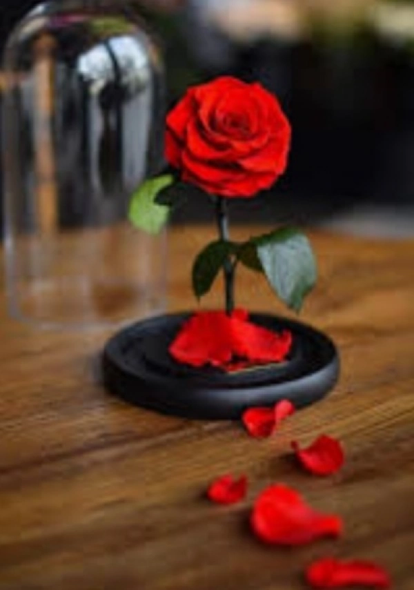 سهیل گلکار