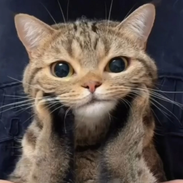 aaaaaa