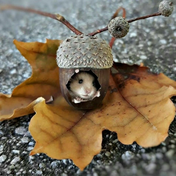 سینا