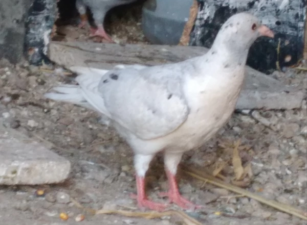 یاسین