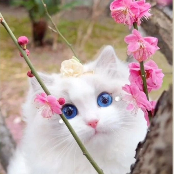 نانا