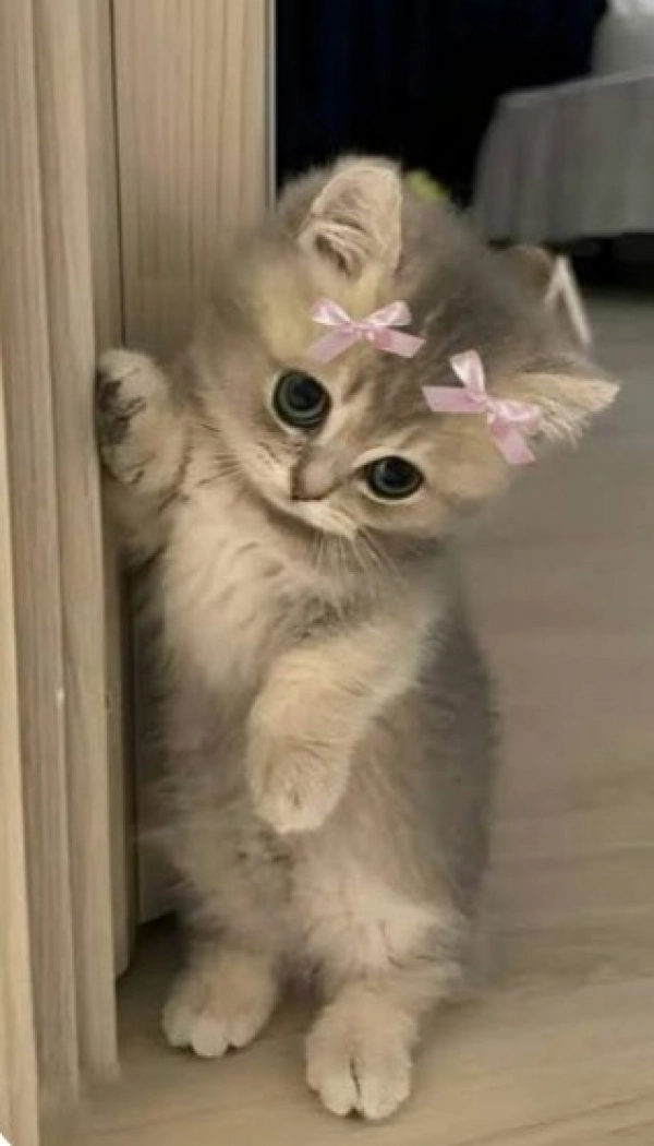 Ava