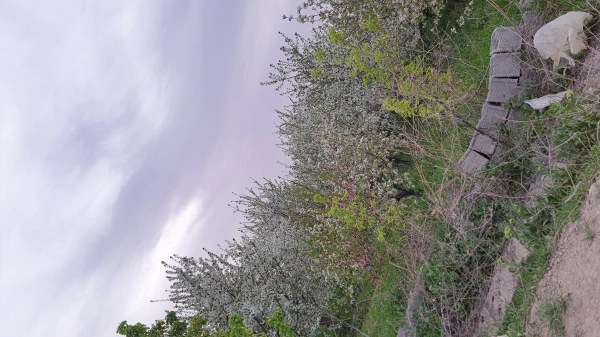 کهکشانی ها