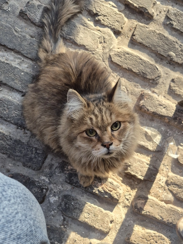Ali