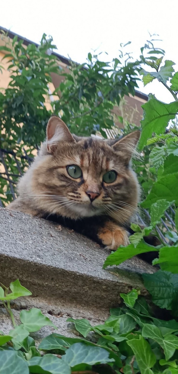 ali