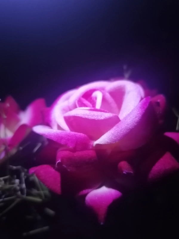 رجائی