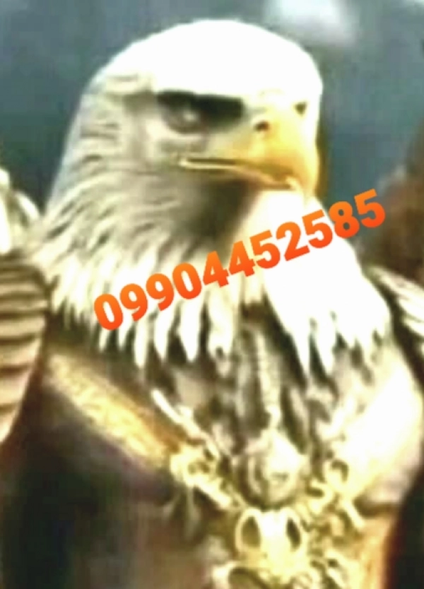9904452585.shahrokh