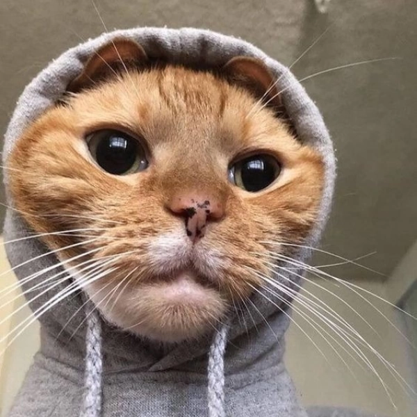bad cat