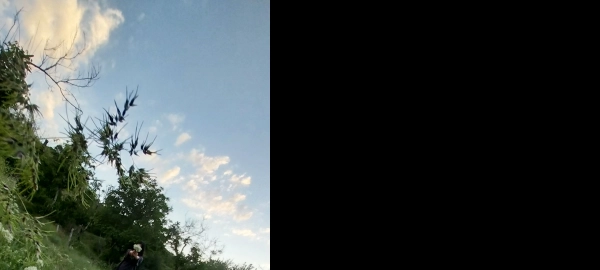 سیاره گندم