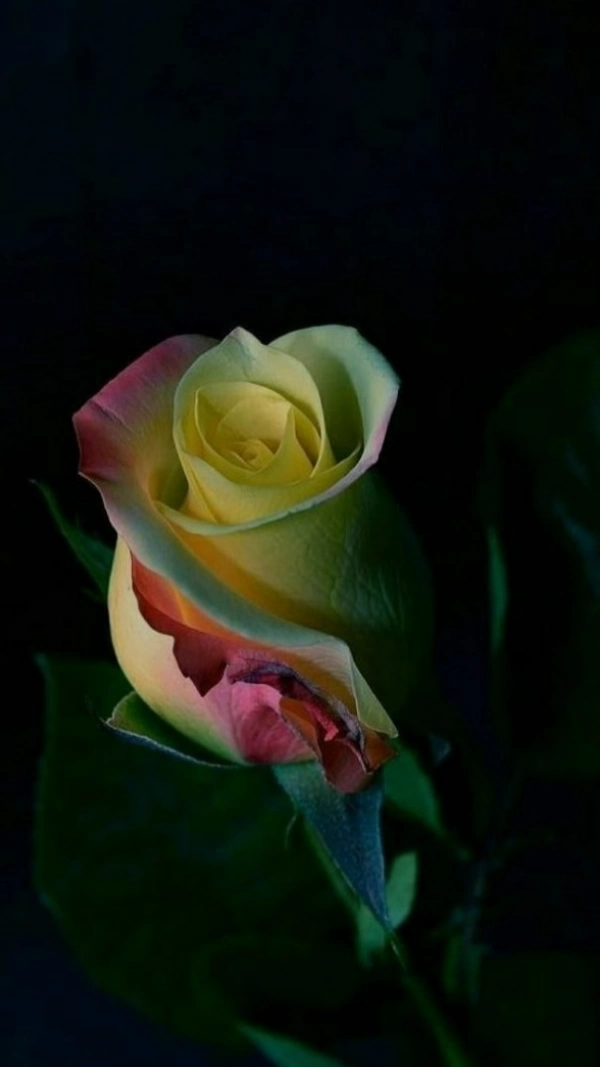علی کریمی