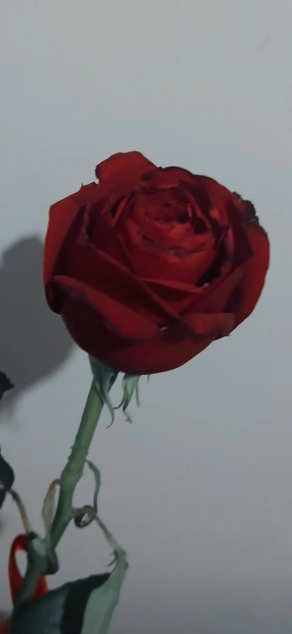 Fatemeh