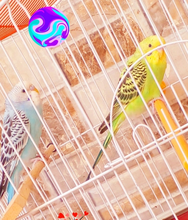 سیاره 8964