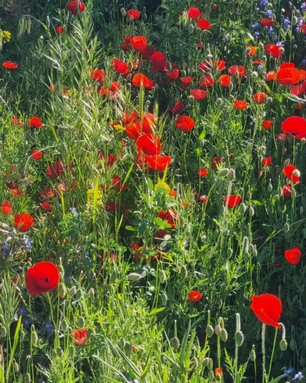 سیاره 5593