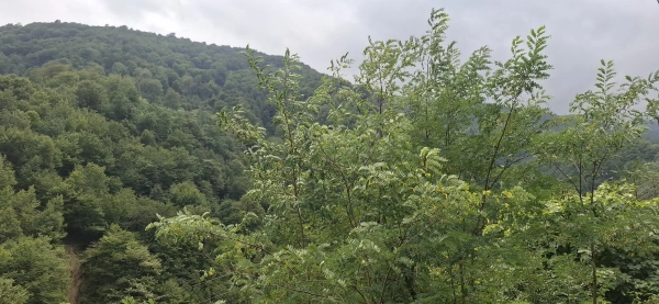 آزی۱۳۶۹