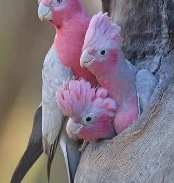 پرررینازم