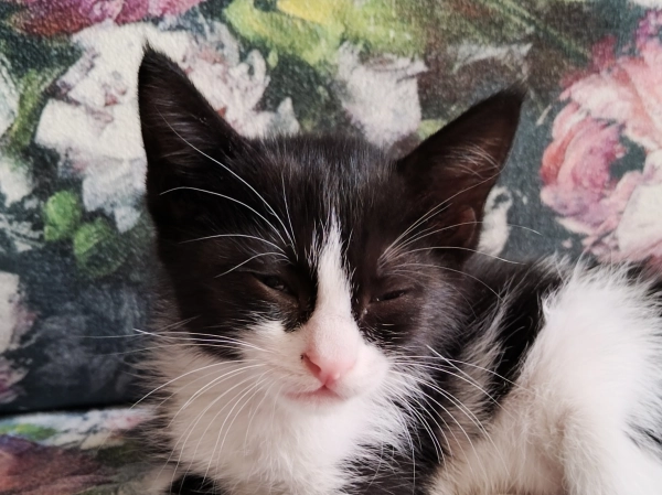 AMIR