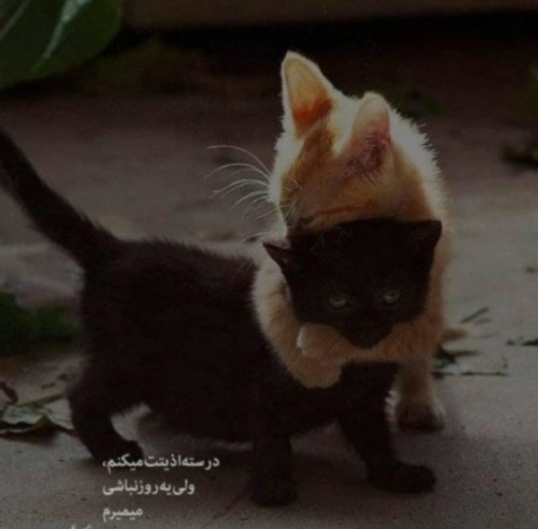 Negin