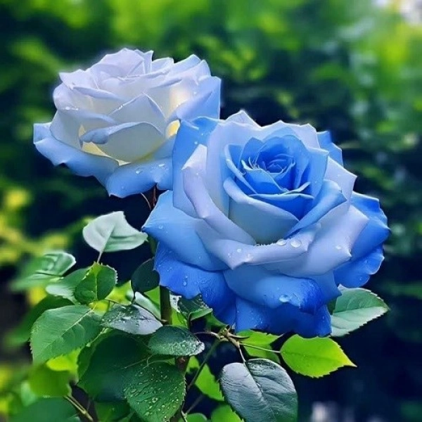 ارش