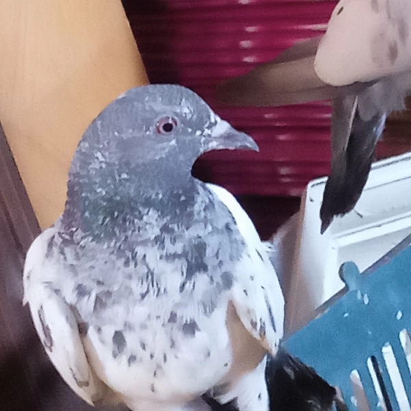 مهدی