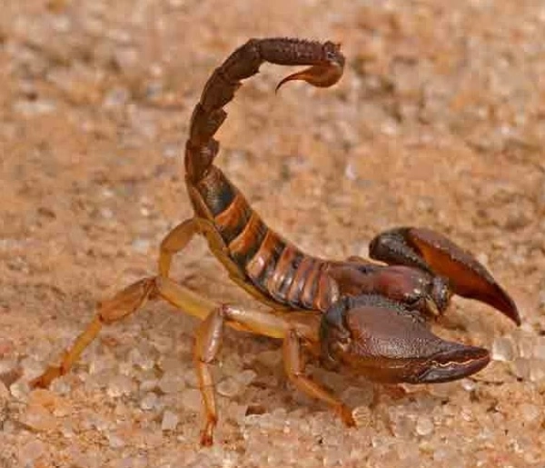 اتارود
