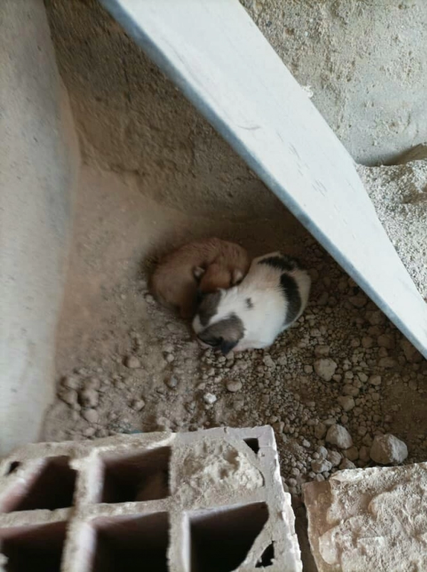 علیرضا ناصری