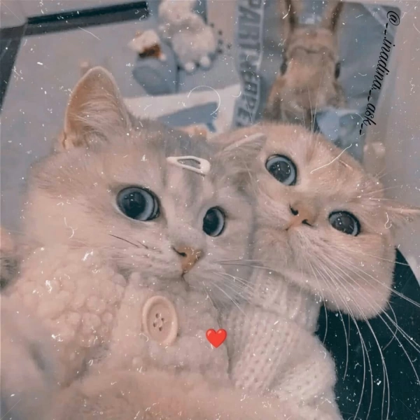 عایشه