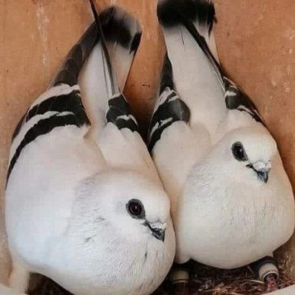 کفترباز