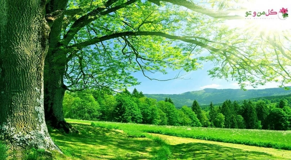 زهره