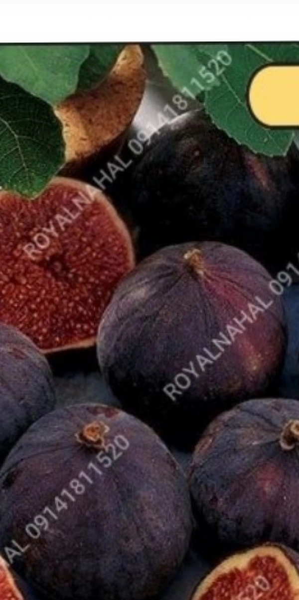 علی