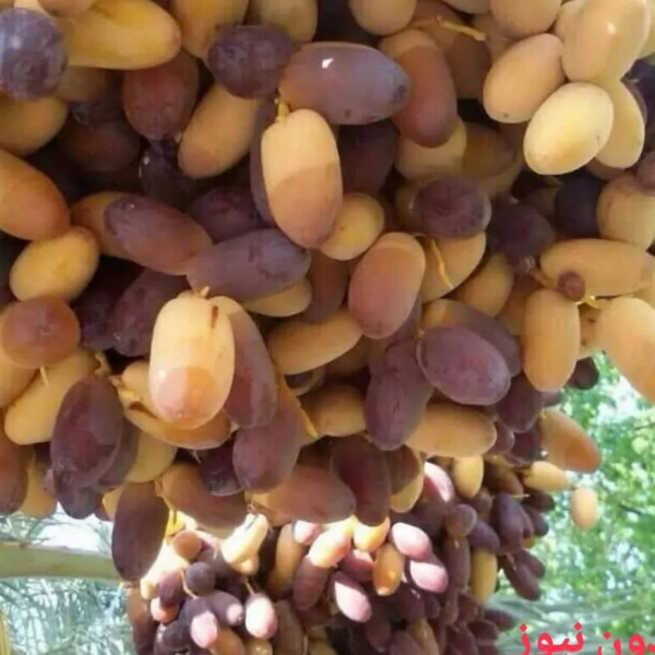 محمد