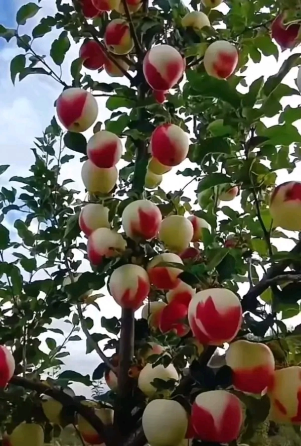 کهکشان
