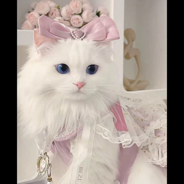 مهسا