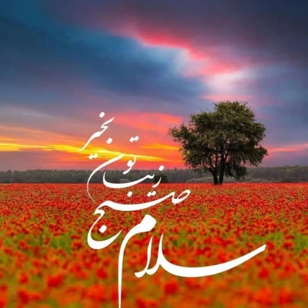 حامد