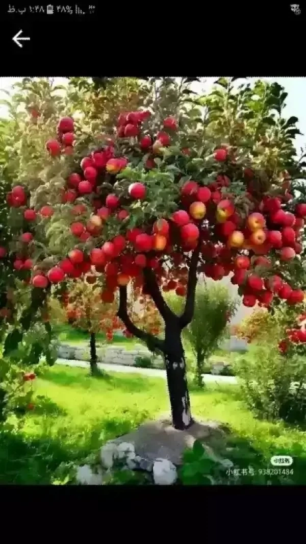 جمه خان