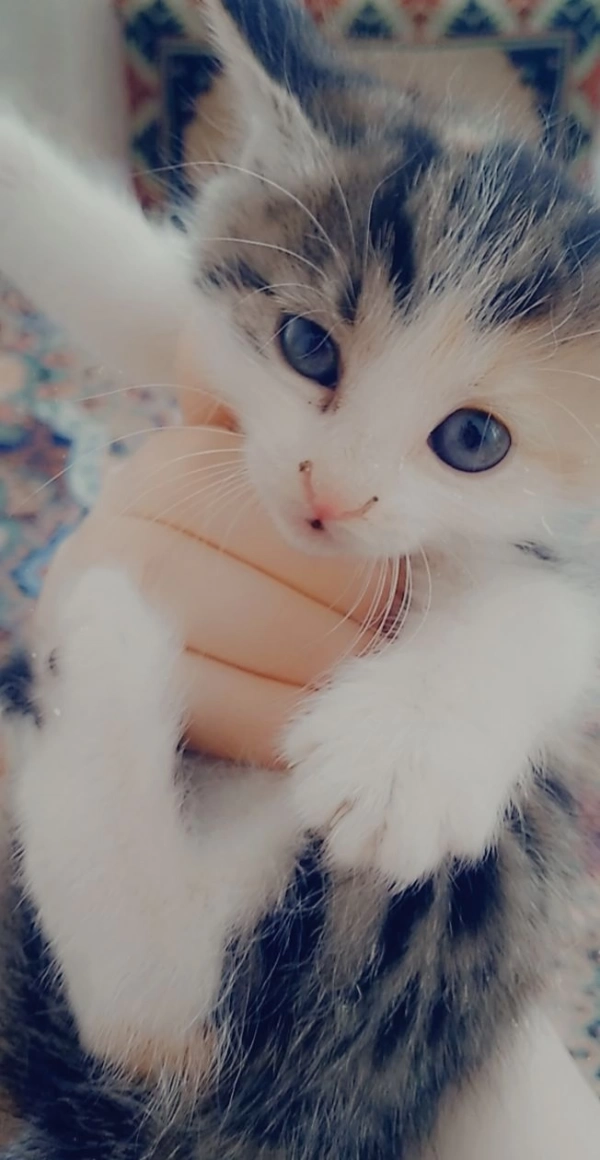♡sara