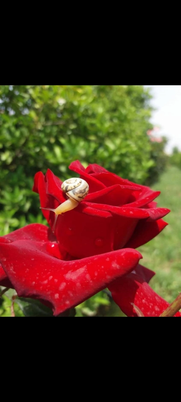 ممل(رضا آمریکایی)