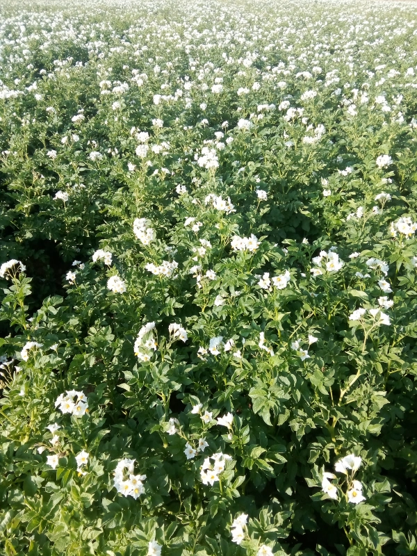 AA