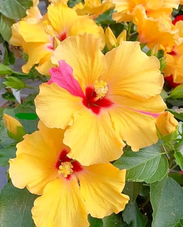 عشق من