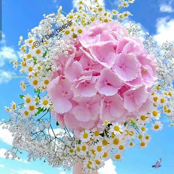 فاطمه