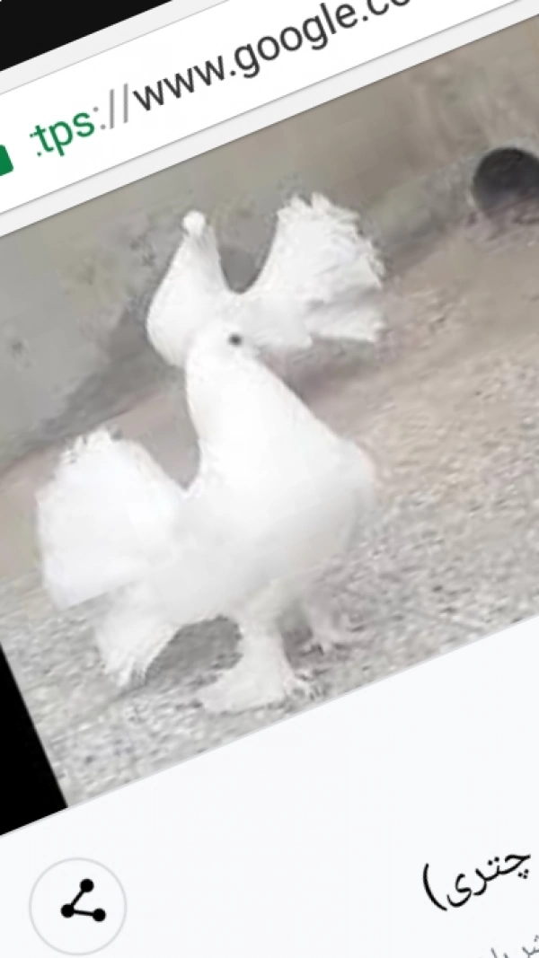 کبوتر