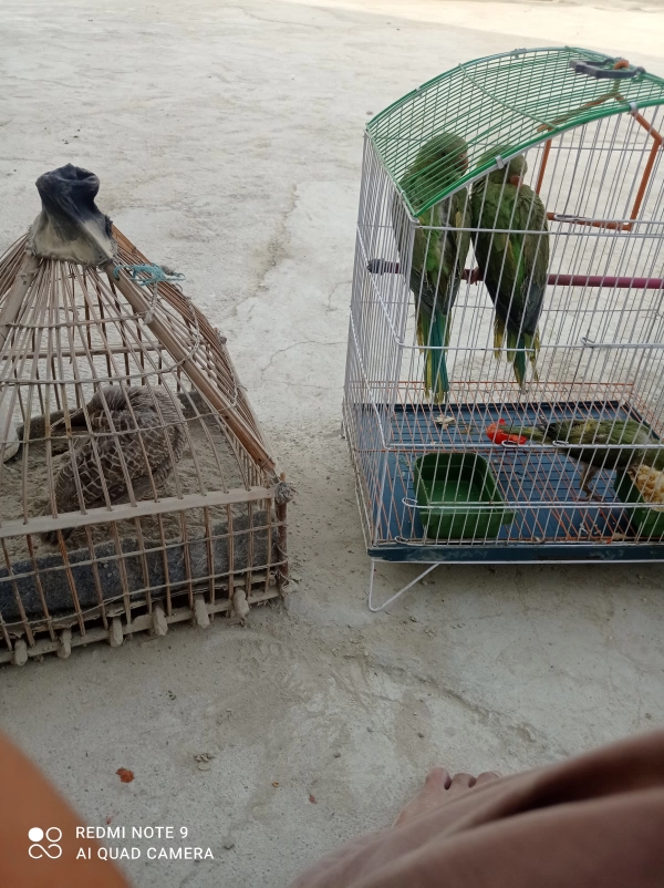 بلوچ
