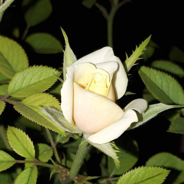 گمبولو