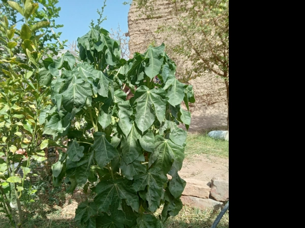 نپتون