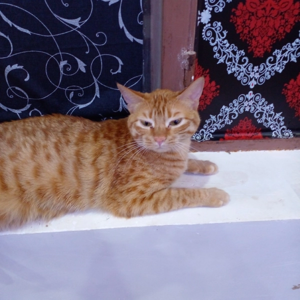 حسین