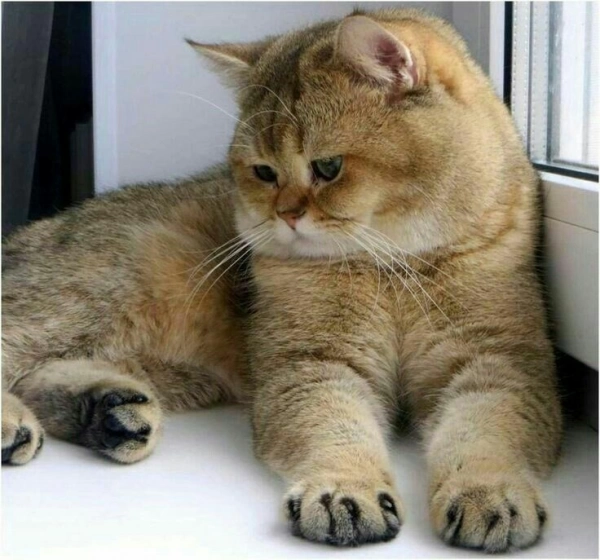 ارسین