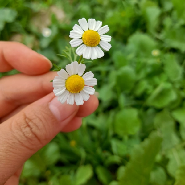 پری تنها