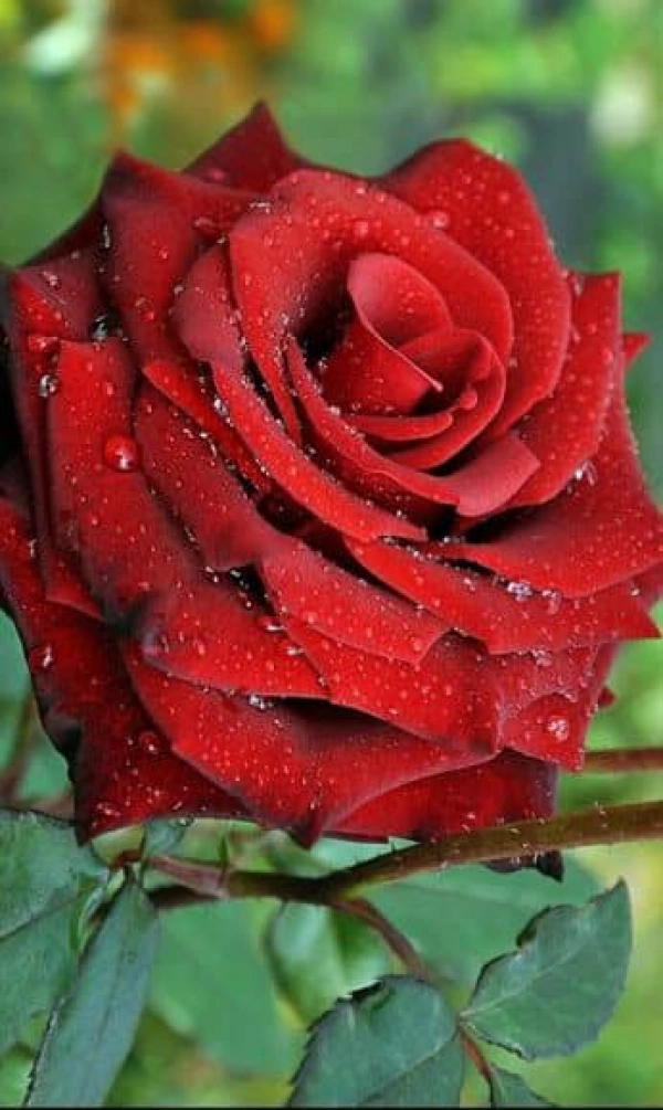زهره
