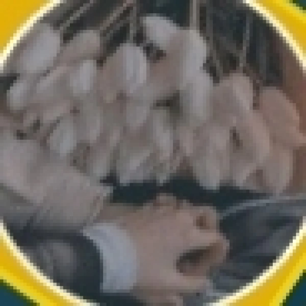 شإئآن