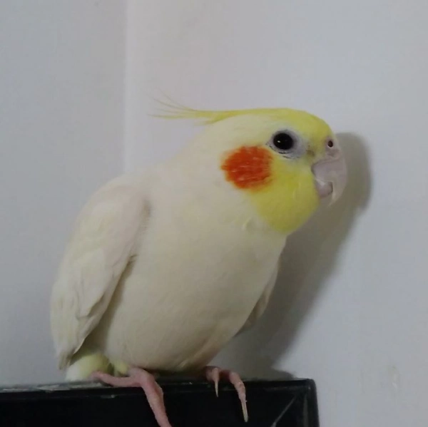 اکرم