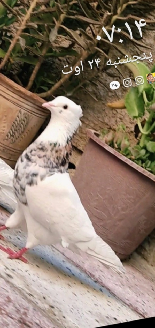 کشمیری